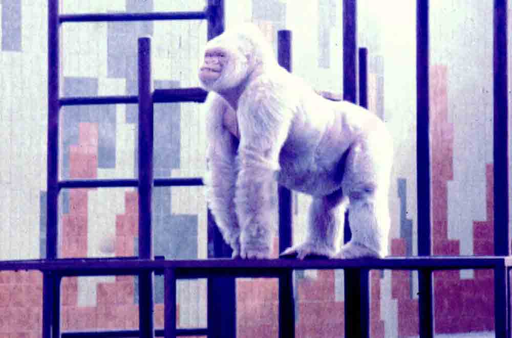 Gorila Albino - Copito de Nieve - zoo Barcelona - Catalunya 4.jpg